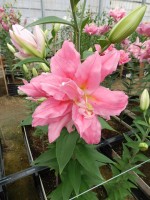 [5637 VH67 Younigue No02.JPG]